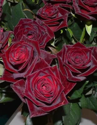 Фотография розы черной магии: выберите webp для скачивания