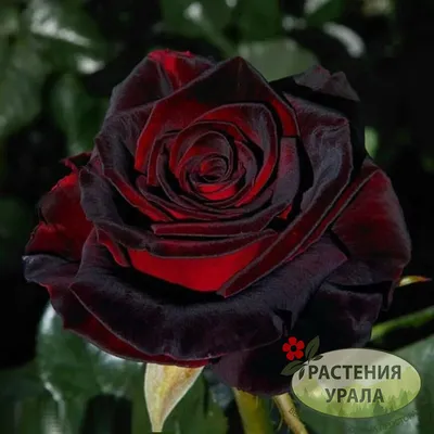 Фото розы черной магии: снимки для скачивания