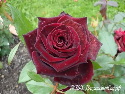 Уникальная фотография розы черной магии в формате webp