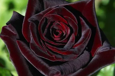 Уникальные снимки розы черной магии в формате png