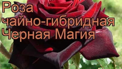Изображение розы черной магии: выберите jpg или webp
