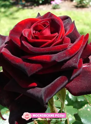 Черная магия розы на изображении: разные размеры