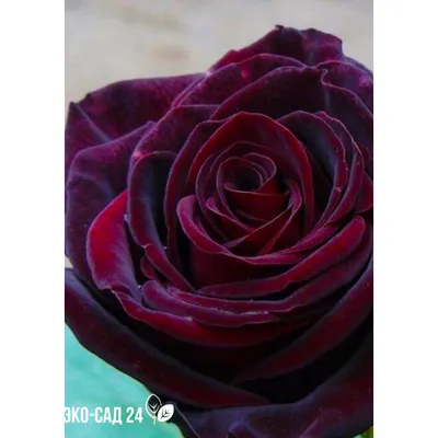 Фотография розы черной магии: выберите webp для загрузки