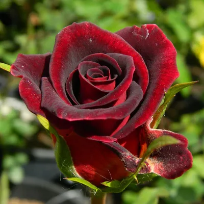 Роза черной магии на фото: снимки разных размеров