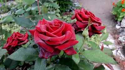 Фото розы черной магии: выберите png или jpg