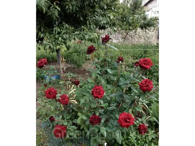 Роза черной магии в формате webp: уникальные снимки