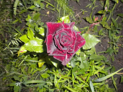 Фотка розы черной магии для загрузки в png или webp
