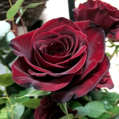 Фотография розы черной магии для скачивания в png