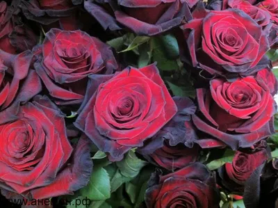 Фотка розы черной магии в различных размерах