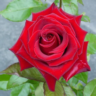 Черная магия розы: фото в формате webp