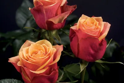 Роза черри бренди - Фото в формате jpg