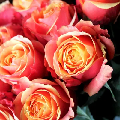 Изображение розы черри бренди - PNG