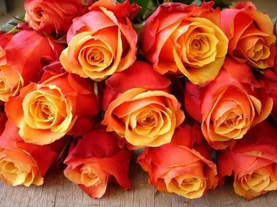 Фото розы черри бренди с эффектом размытости