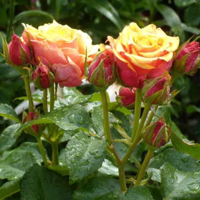 Роза черри бренди - Фото высокого качества