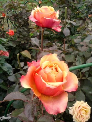 Изображение розы черри бренди с яркими цветами