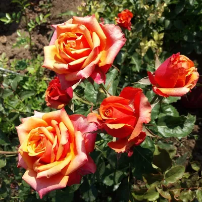 Фото розы черри бренди с эффектом глубины