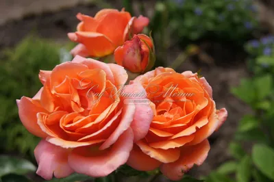 Изображение розы черри бренди в формате png для скачивания