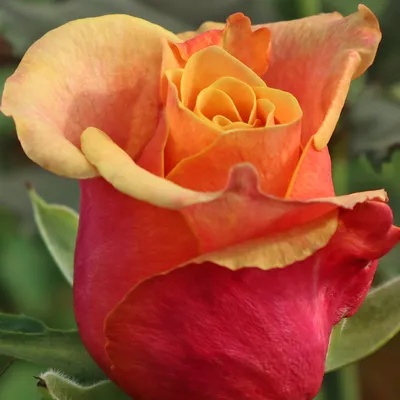 Фотография розы черри бренди с нежными оттенками