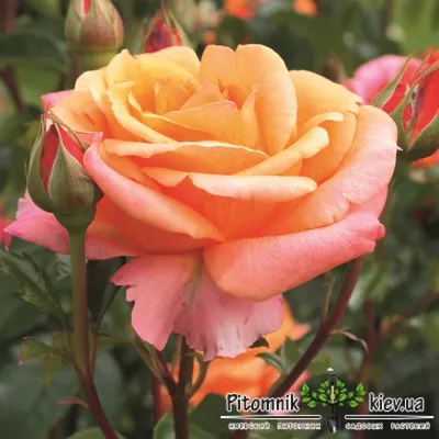 Роза черри бренди - Фото с детальными узорами