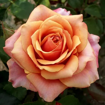 Изображение розы черри бренди с интенсивными цветами