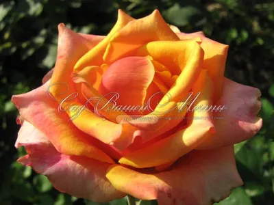 Роза черри бренди - Фотография с эффектом освещения