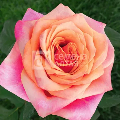 Изображение розы черри бренди - Очаровательный вид