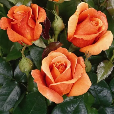 Фотография розы черри бренди - Красота природы