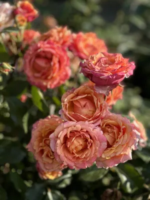 Картинка розы черри бренди - Уникальная цветовая гамма