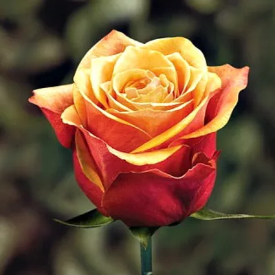 Роза черри бренди - Фото с изысканным исполнением