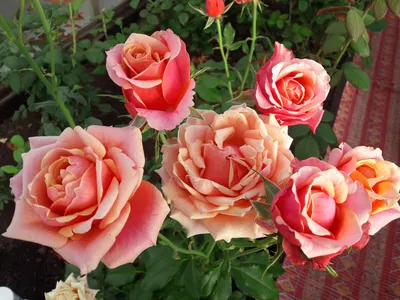 Изображение розы черри бренди с натуральными оттенками