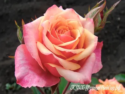 Фото розы черри бренди - Живописное растение