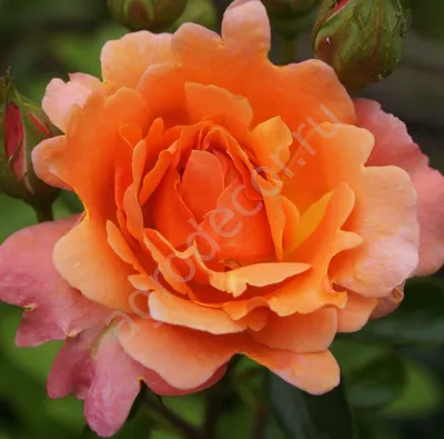 Картинка розы черри бренди для использования в декоре