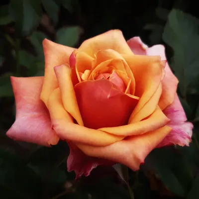 Роза черри бренди - Фото с высоким разрешением