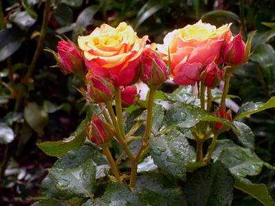 Роза черри бренди - Фотография для обоев