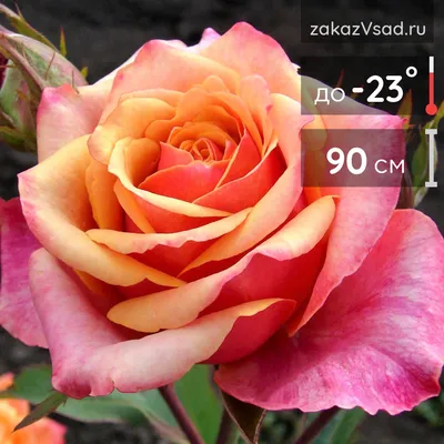 Изображение розы черри бренди - Высококачественный снимок