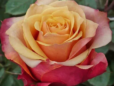 Изображение розы черри бренди без фона