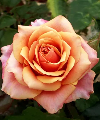 Картинка розы черри бренди - PNG