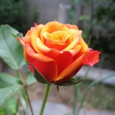 Роза черри бренди - Фотография для печати