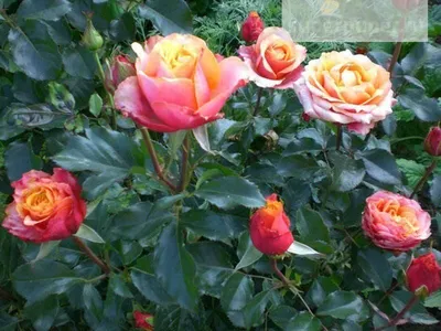 Изображение розы черри бренди в формате webp