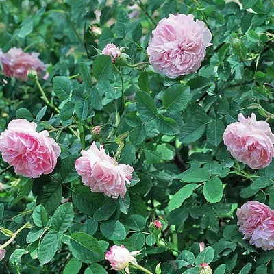 Фото розы четыре сезона: яркие и насыщенные цвета
