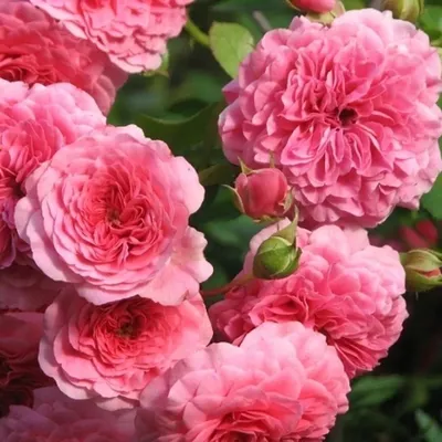 Фото розы четыре сезона: натуральная красота в каждом пикселе