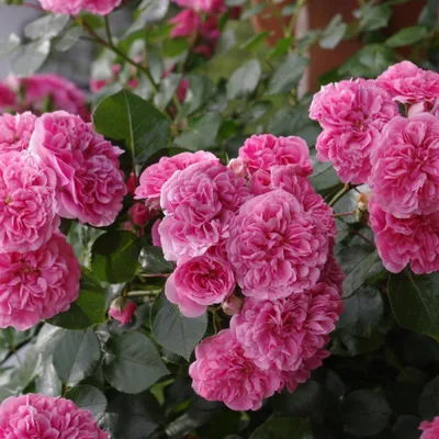 Удивительные фото розы четыре сезона: живые цвета и формы