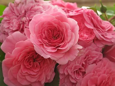 Фото розы четыре сезона в формате jpg: выберите размер
