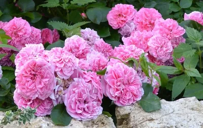 Фото розы четыре сезона: выберите красоту на свой вкус