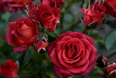 Роза чокочино - красивое фото