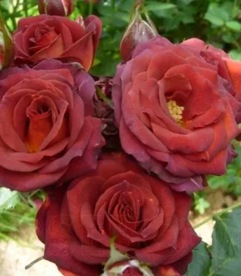 Удивительная красота розы чокочино