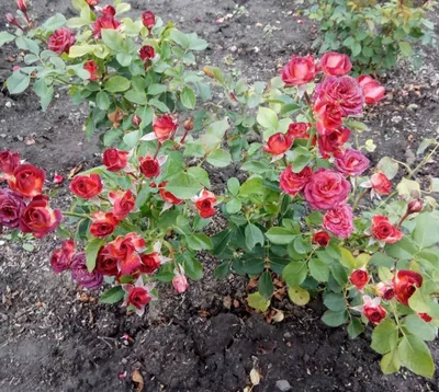 Изображение красивой розы чокочино