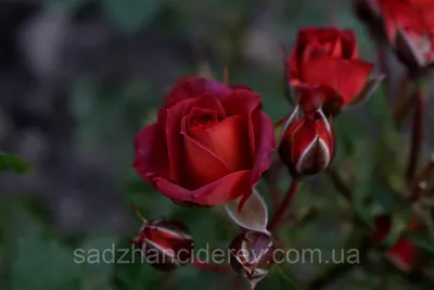Уникальная роза чокочино на фото