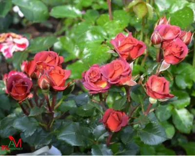 Фото розы чокочино в формате jpg
