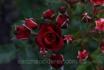 Превосходное фото розы чокочино